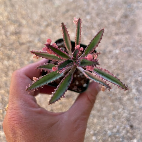 Variegated Pink Mother of Millions