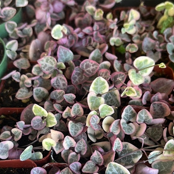 Variegated string of hearts 2in/4in/8in