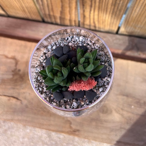Wine glass terrarium