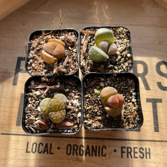 Lithops
