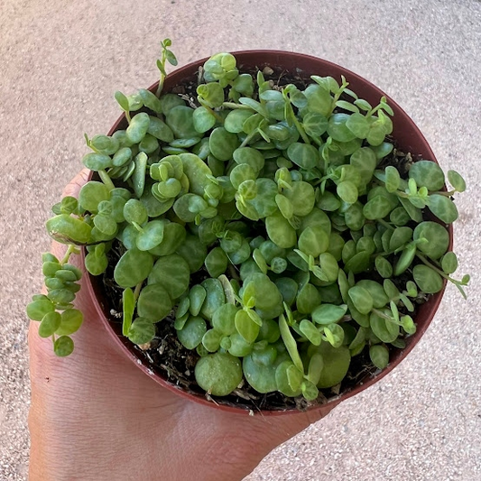 String of turtles